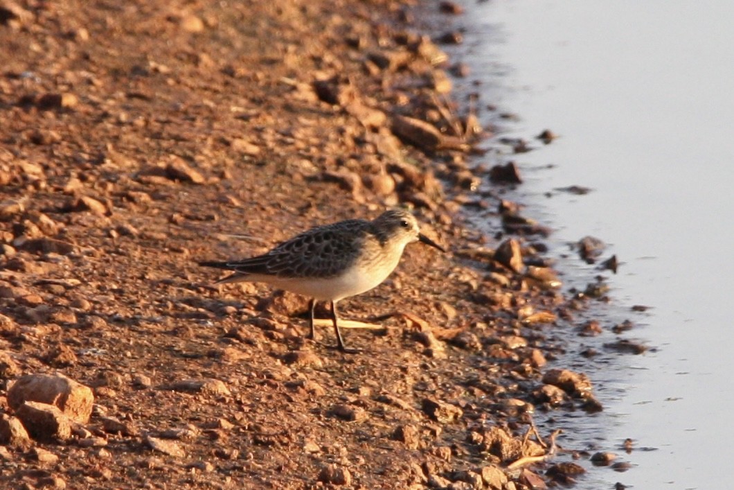 Baird's Sandpiper - ML608440293