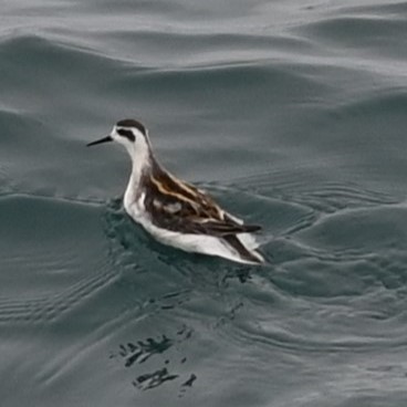 Falaropo Picofino - ML608440336