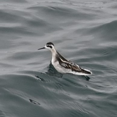 Falaropo Picofino - ML608440337