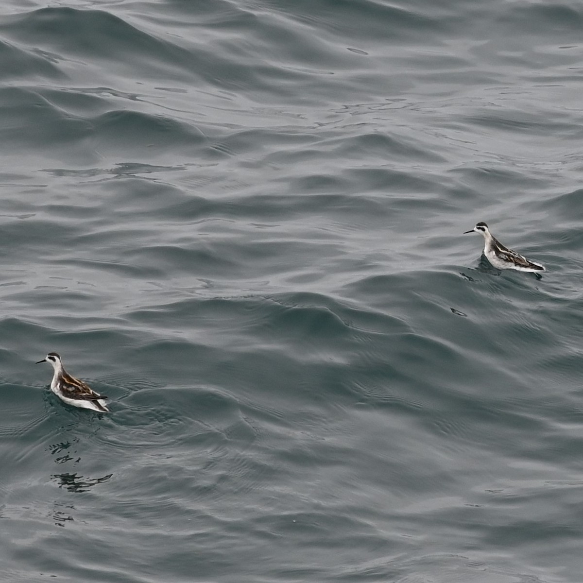 Falaropo Picofino - ML608440338