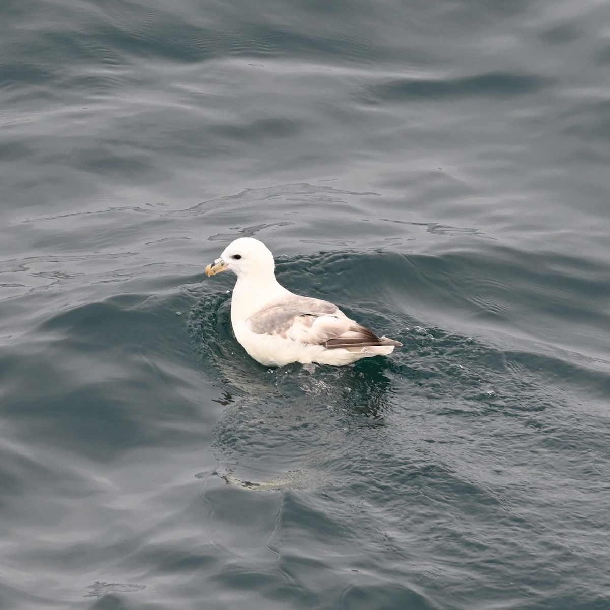 Fulmar Boreal - ML608440350