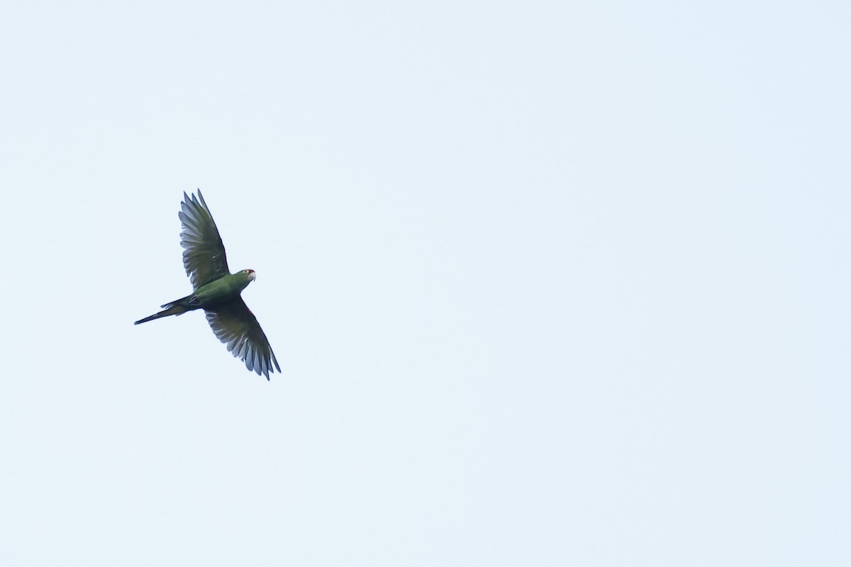 Cordilleran Parakeet - ML608440359