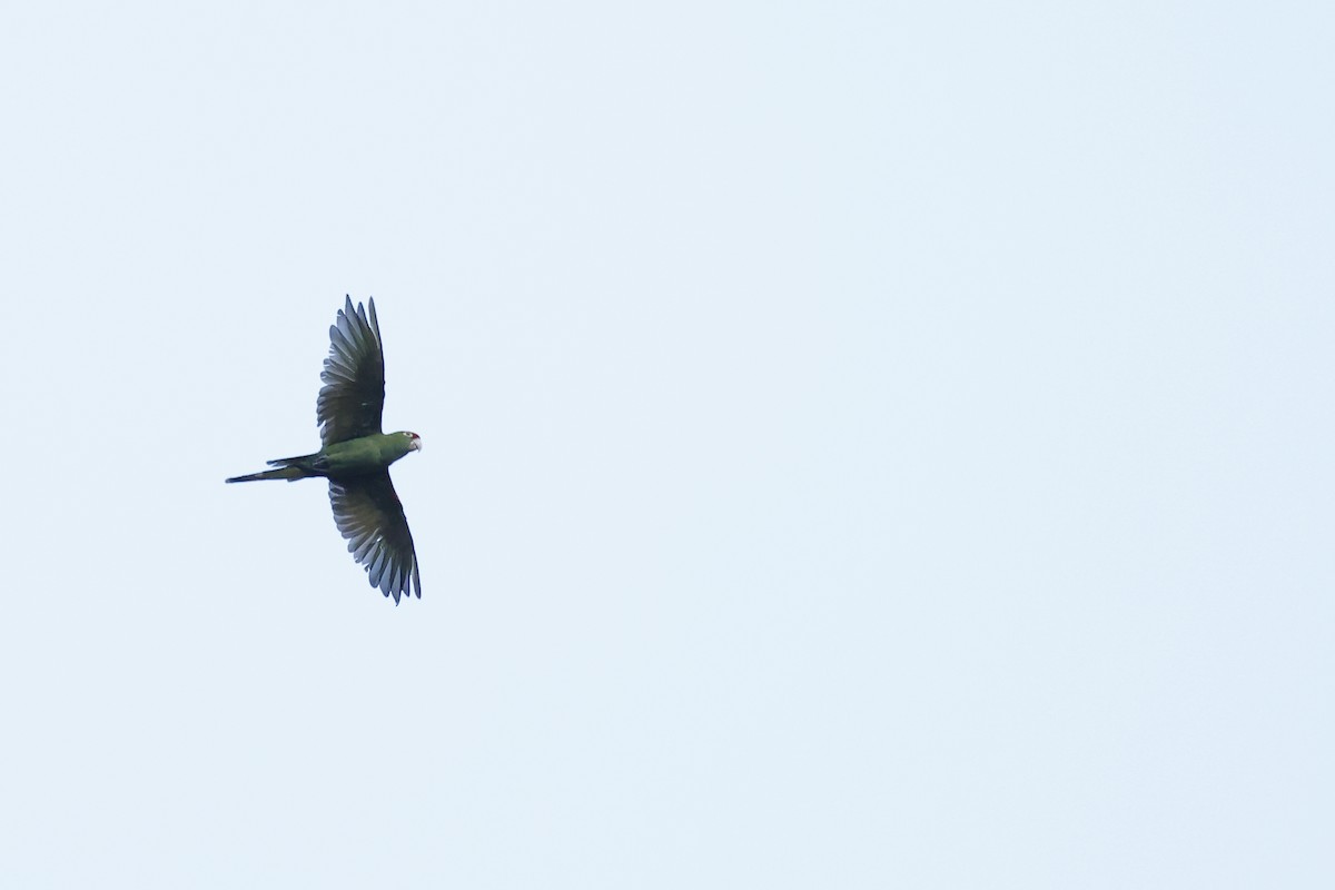 Cordilleran Parakeet - ML608440360