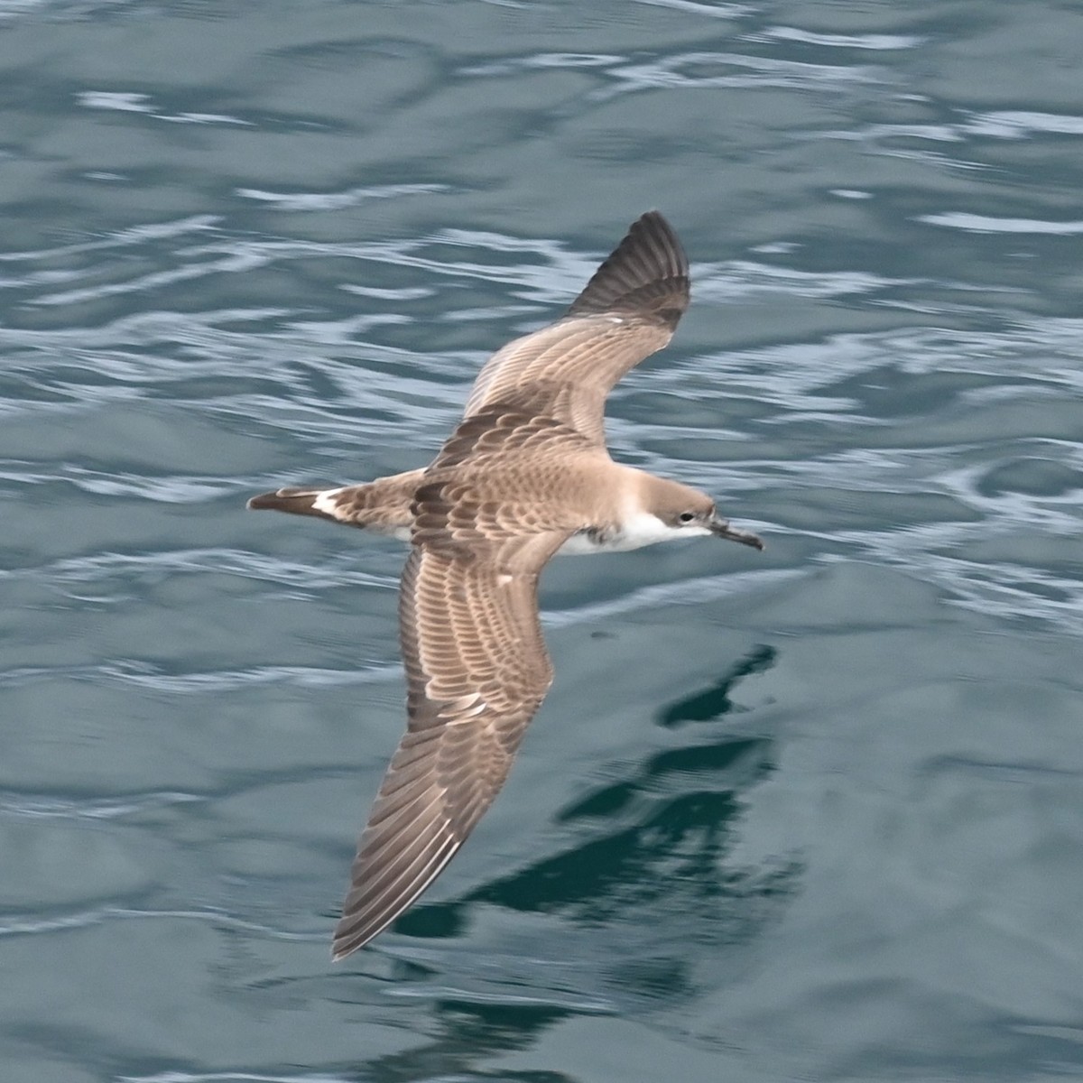 Pardela Capirotada - ML608440362