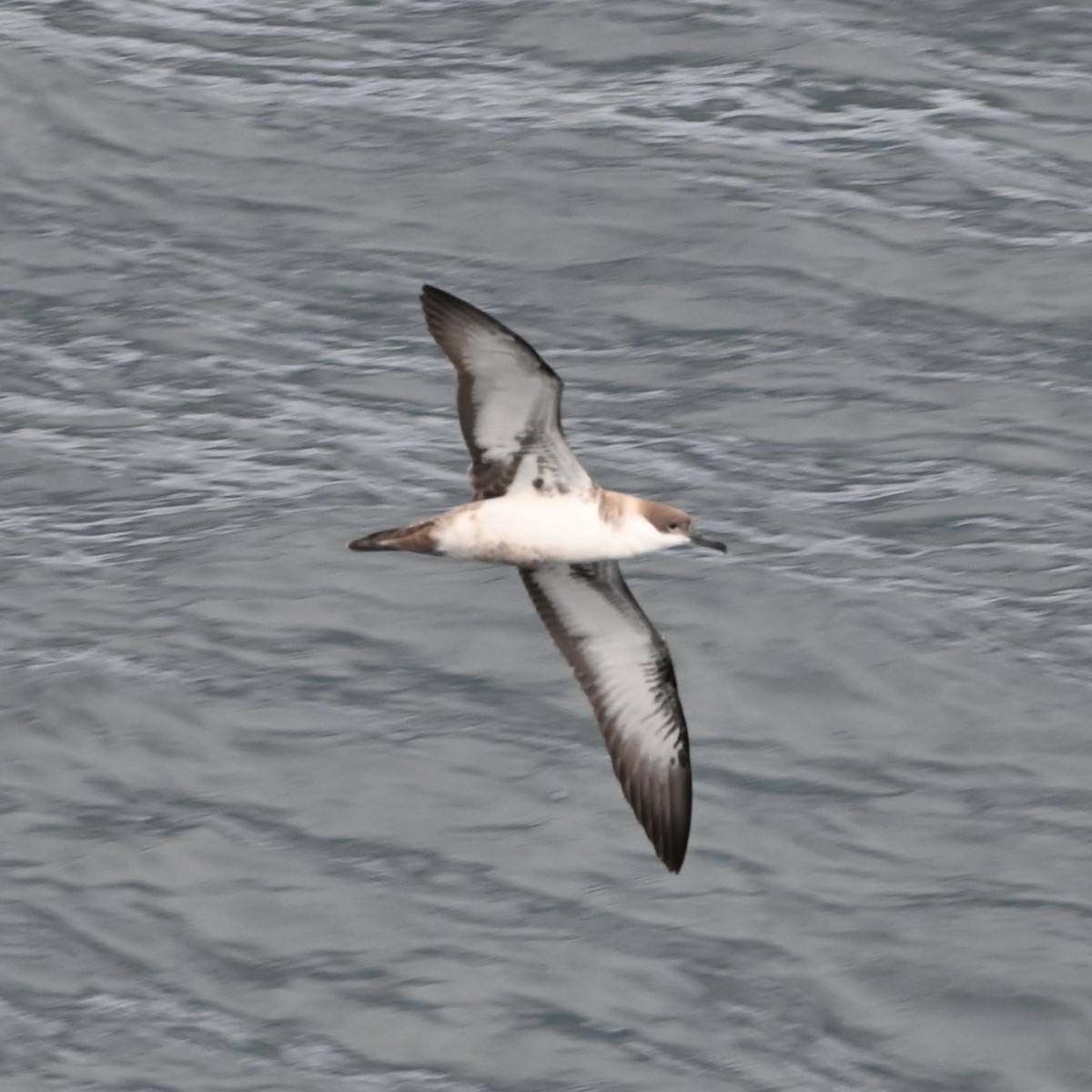 Pardela Capirotada - ML608440363