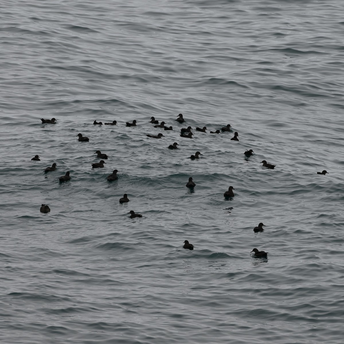 Pardela Sombría - ML608440364