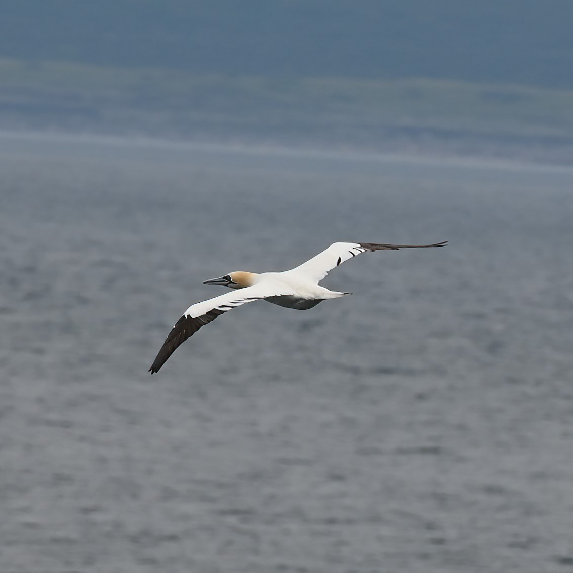 Alcatraz Atlántico - ML608440407