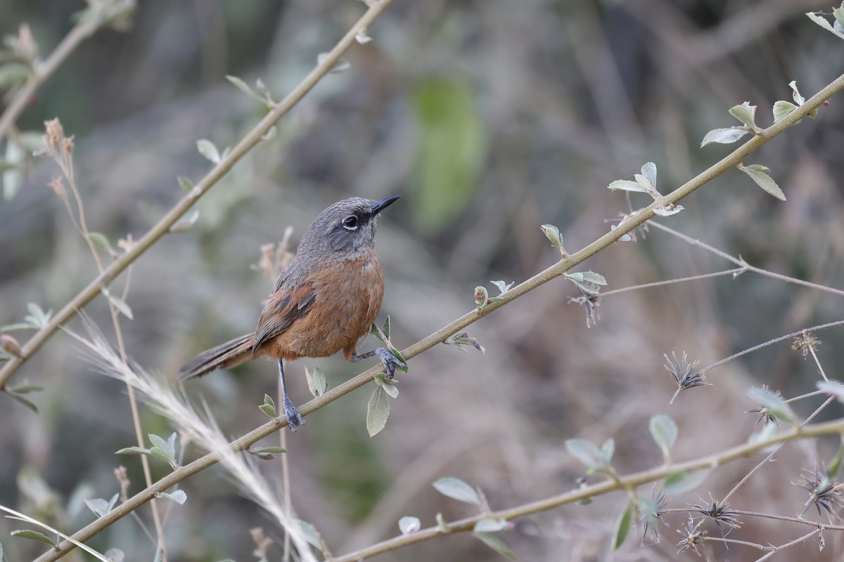 Russet-bellied Spinetail - ML608440411