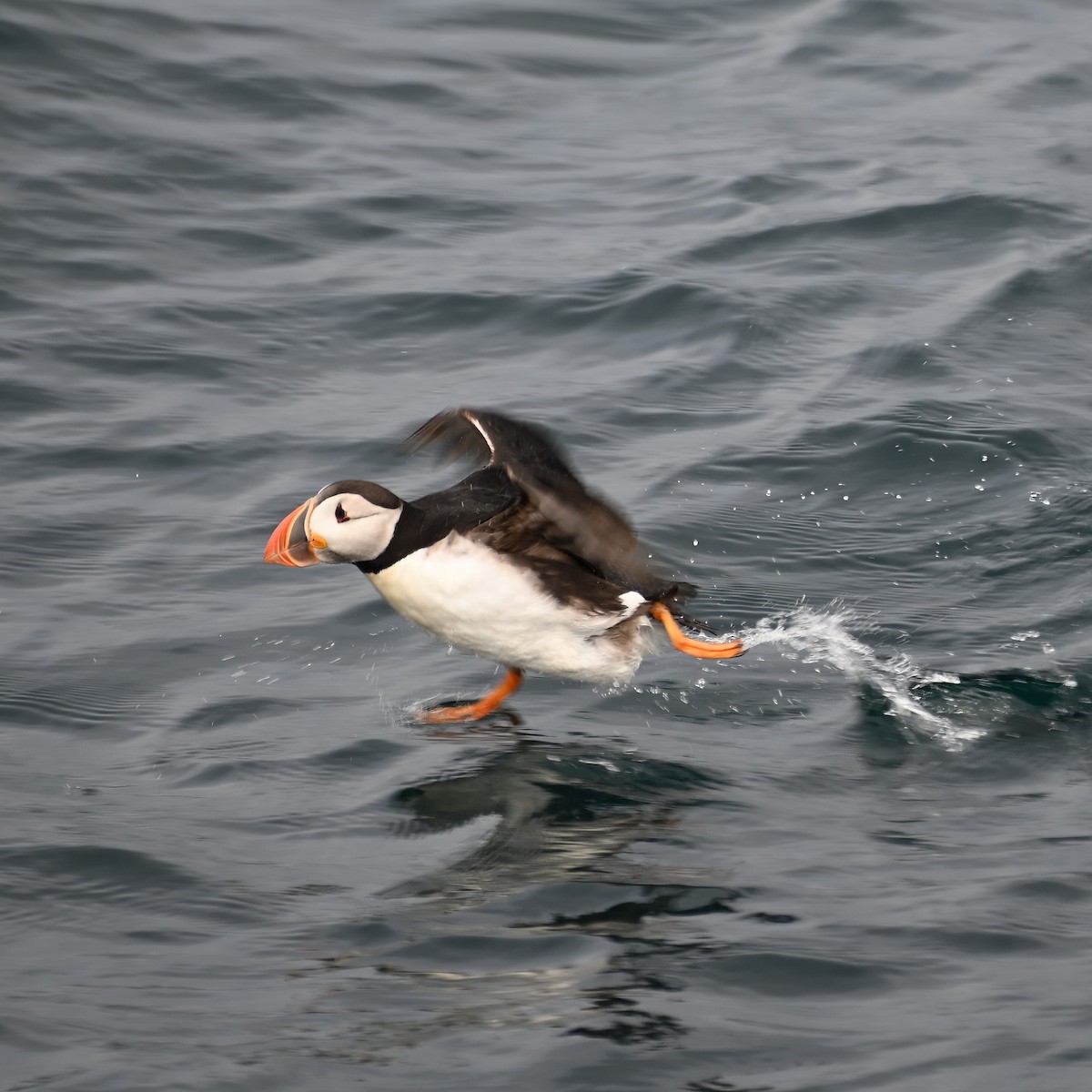 Frailecillo Atlántico - ML608440461