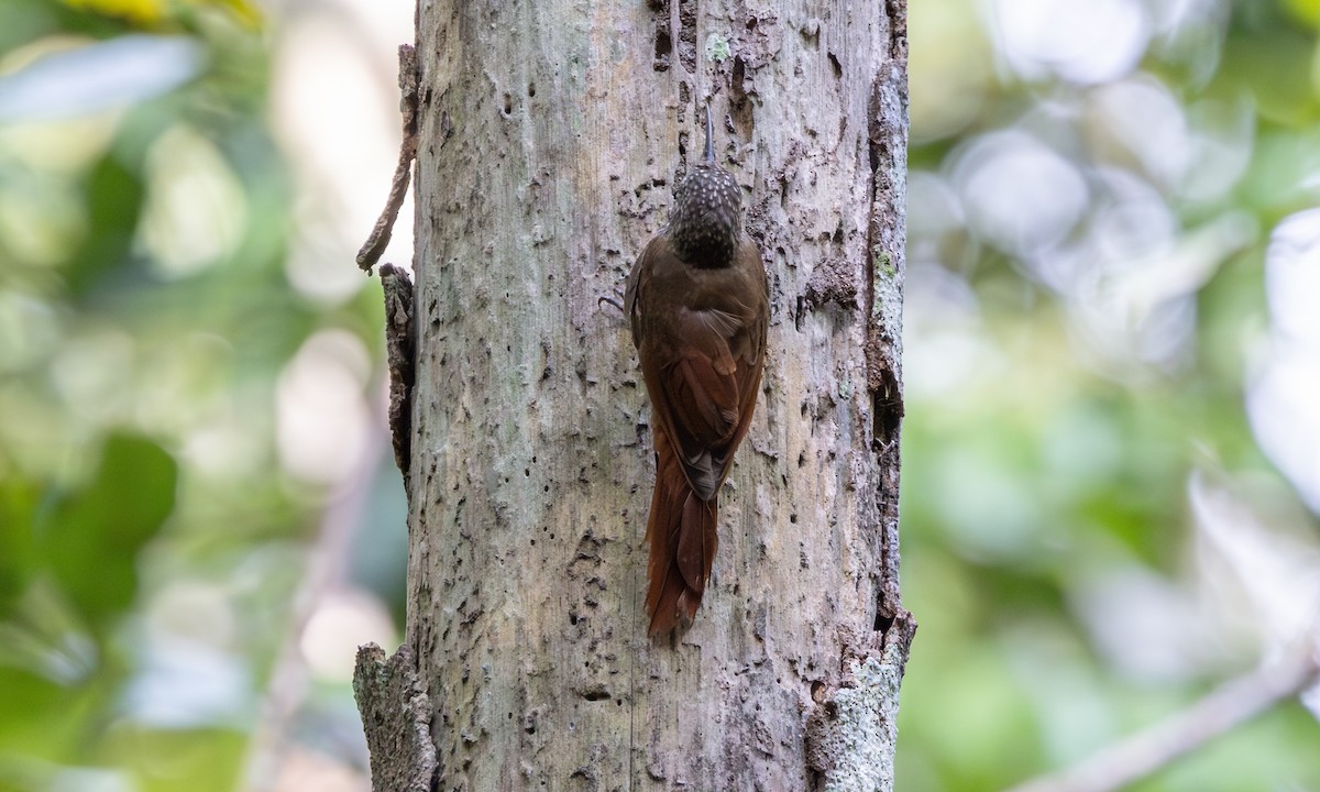 Guianan Woodcreeper - Paul Fenwick