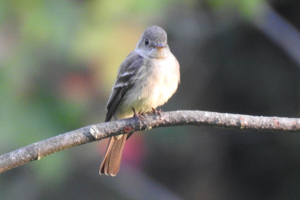 Eastern Wood-Pewee - ML608440522