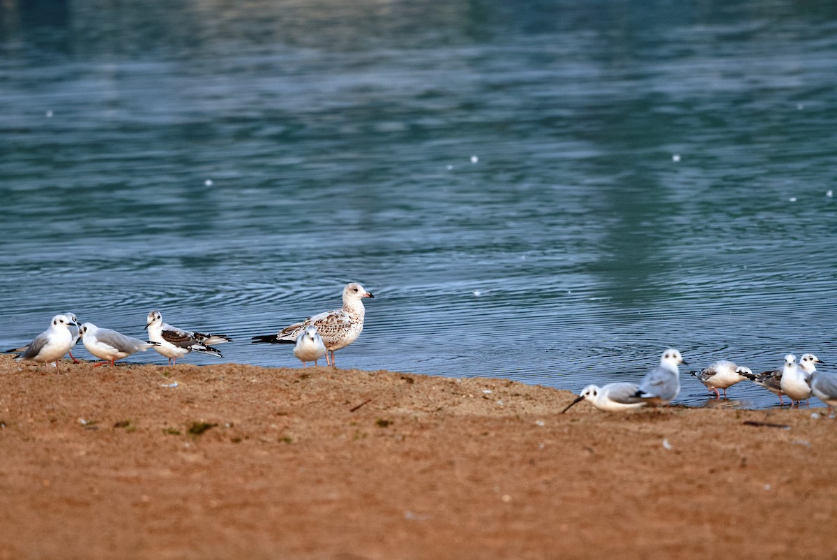 Bonaparte's Gull - Bryan Roset