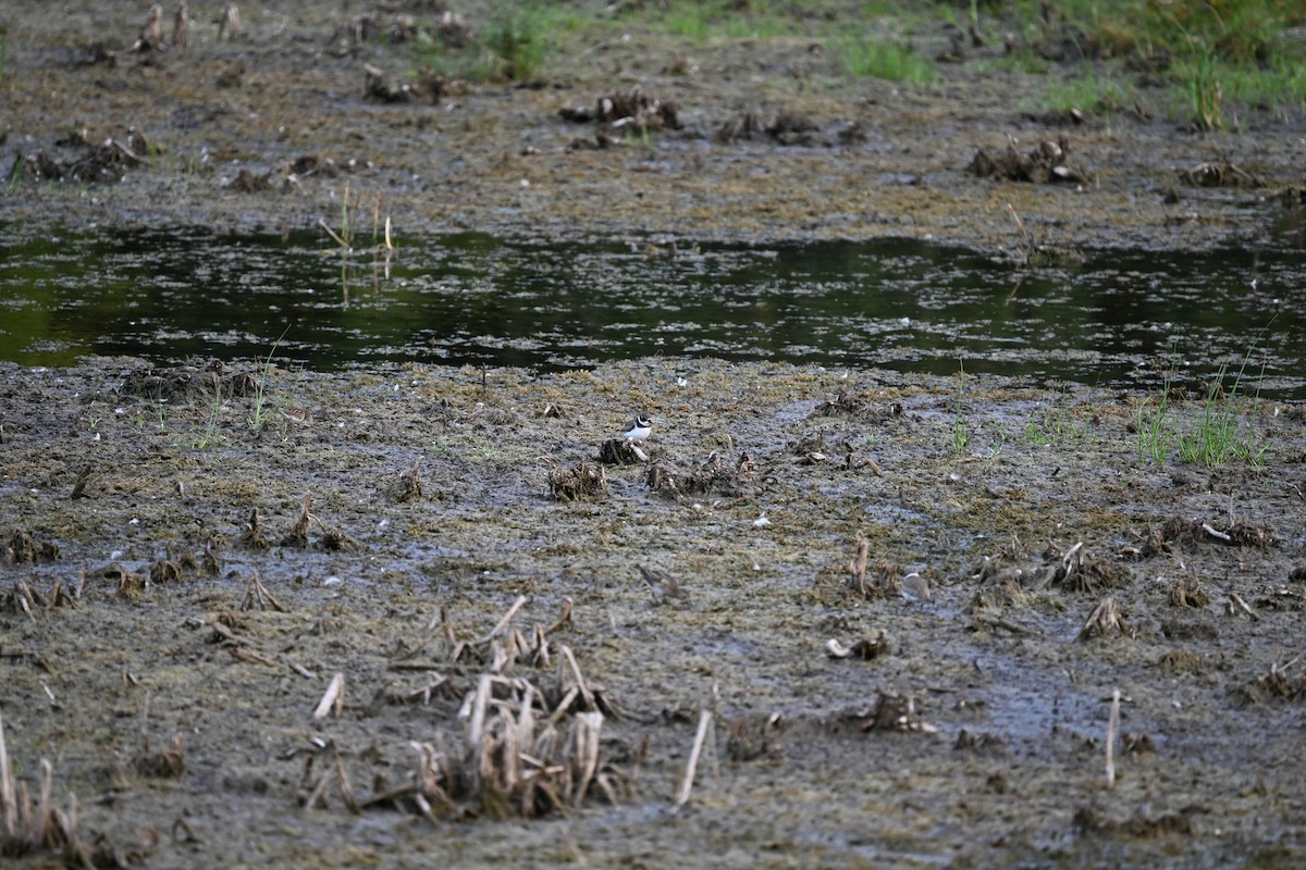 Semipalmated Plover - ML608440579