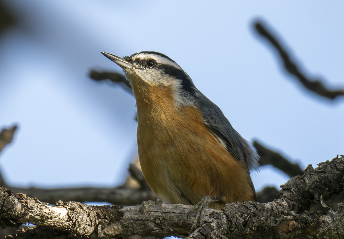 Red-breasted Nuthatch - Rob Kelly