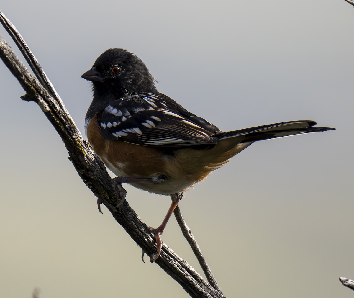 Spotted Towhee - Rob Kelly