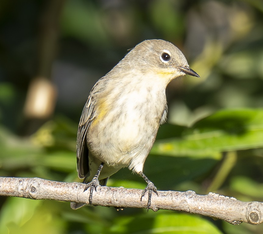 Yellow-rumped Warbler - Rob Kelly