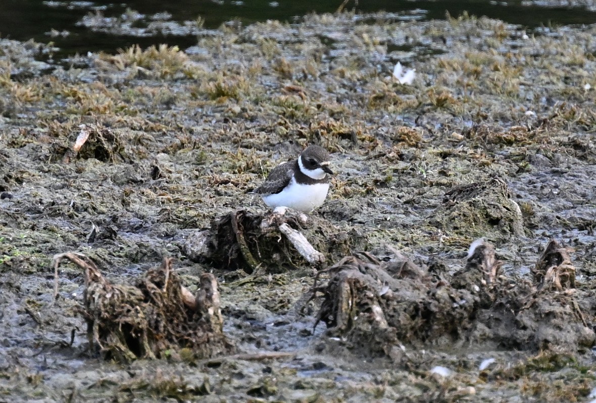 Semipalmated Plover - ML608440647