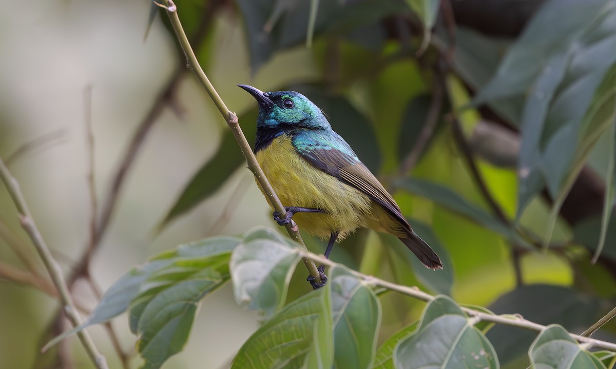 Variable Sunbird - ML608440815