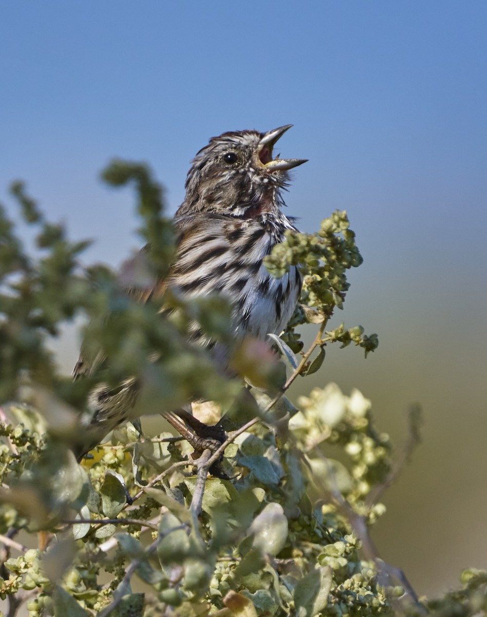Song Sparrow - ML608440935