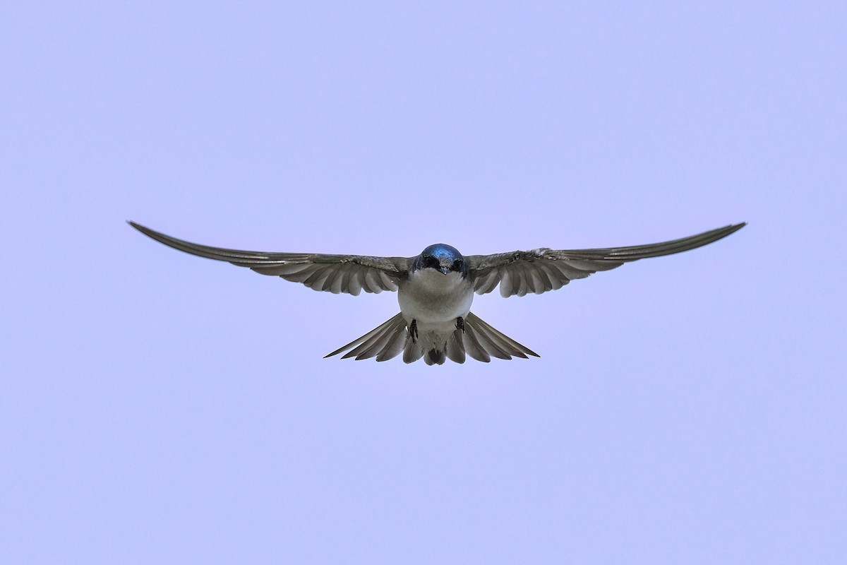 Tree Swallow - Victor & Sophie