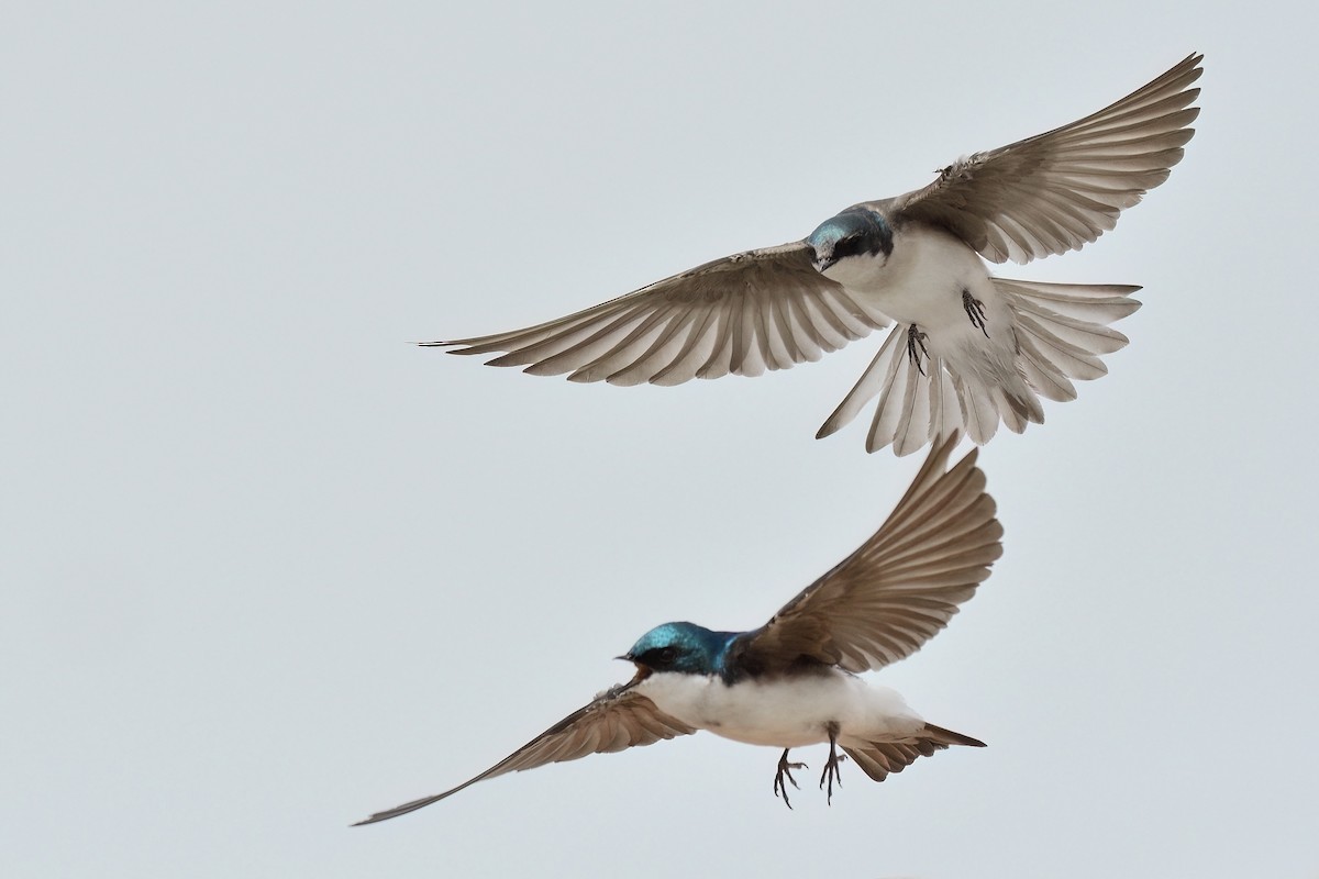Tree Swallow - Victor & Sophie