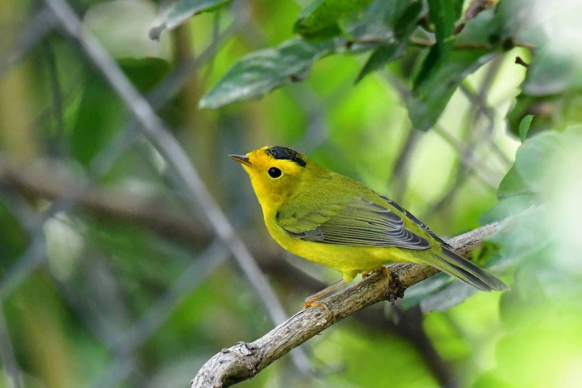 Wilson's Warbler - ML608441037