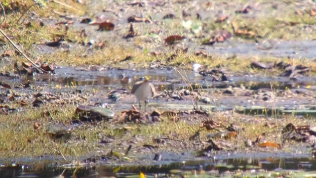 White-rumped Sandpiper - ML608441038