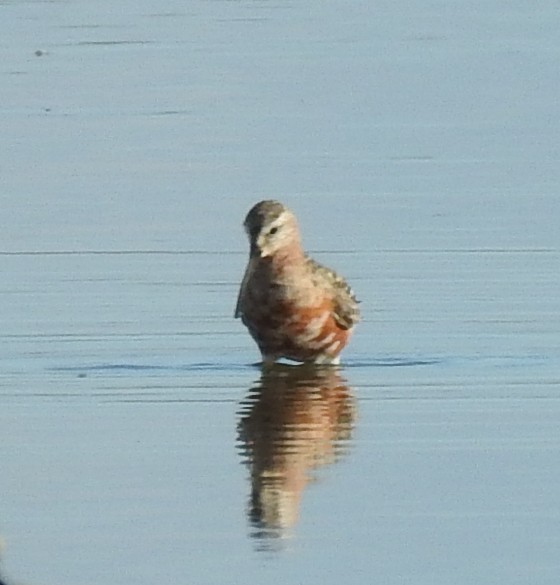 Curlew Sandpiper - ML608441074