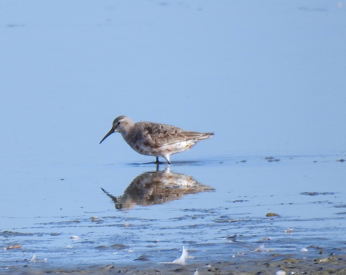 Curlew Sandpiper - ML608441075