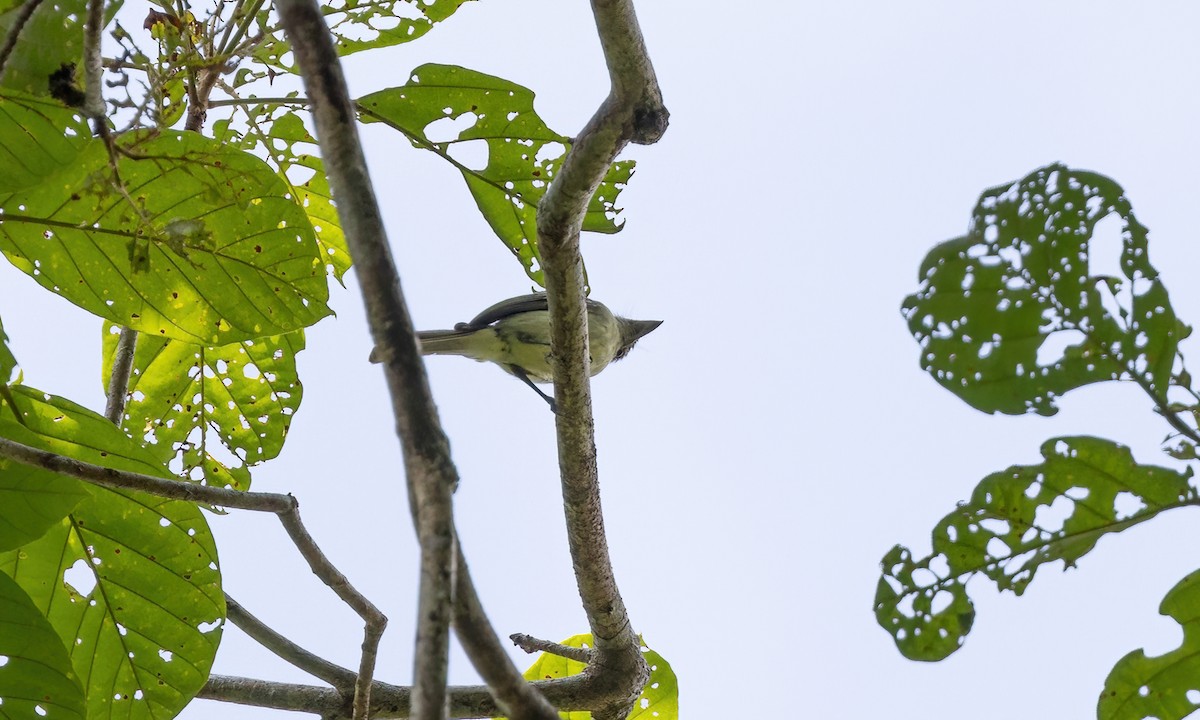 Double-banded Pygmy-Tyrant - Paul Fenwick