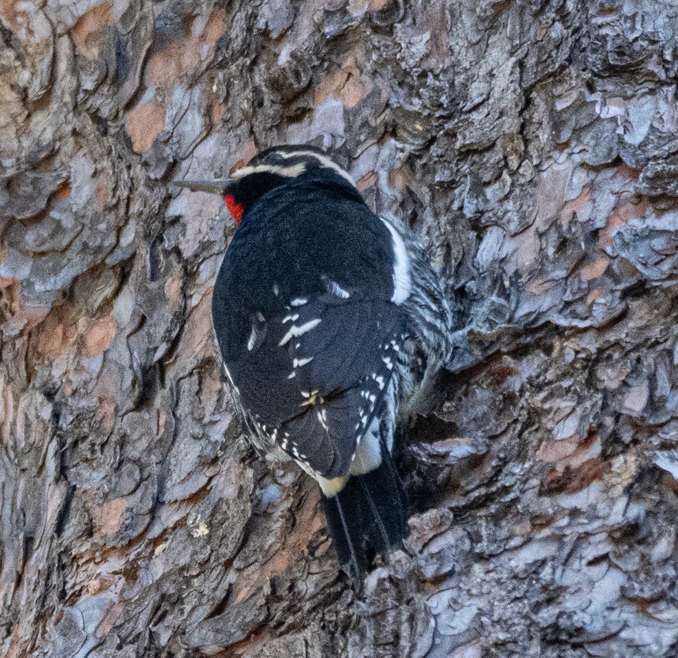 Red-naped Sapsucker - ML608441165