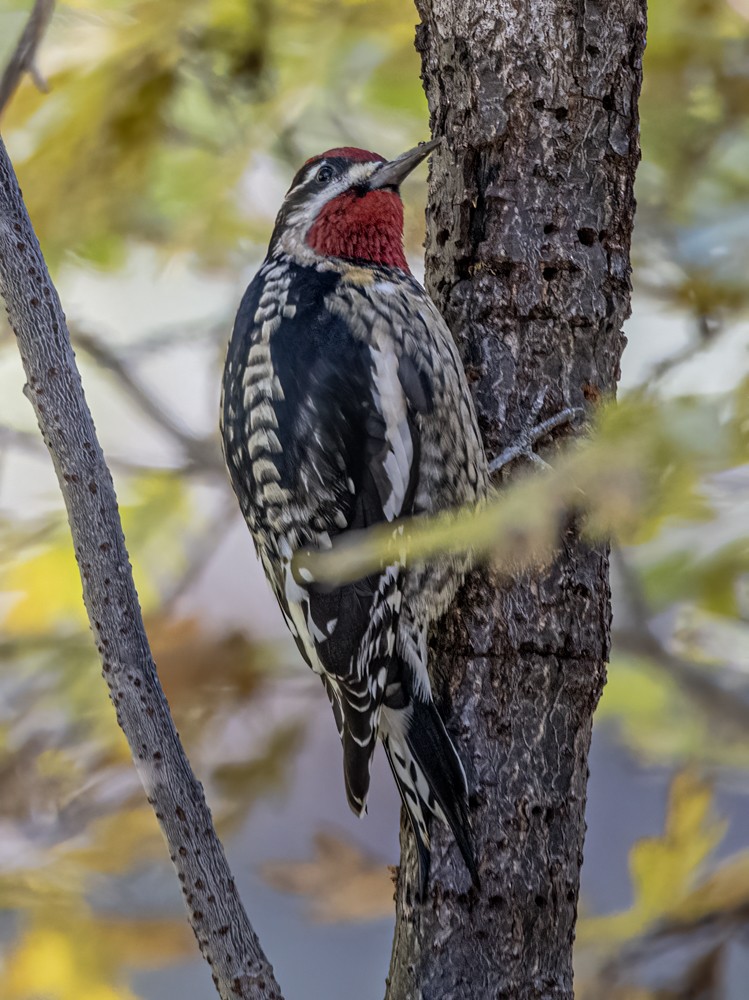 Red-naped Sapsucker - ML608441166