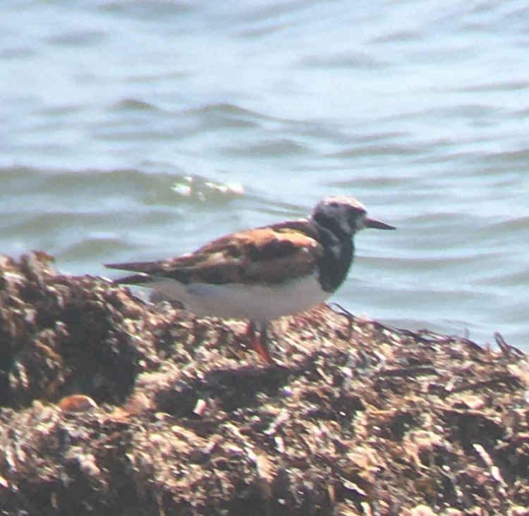 Алаг хайргач - ML608441225