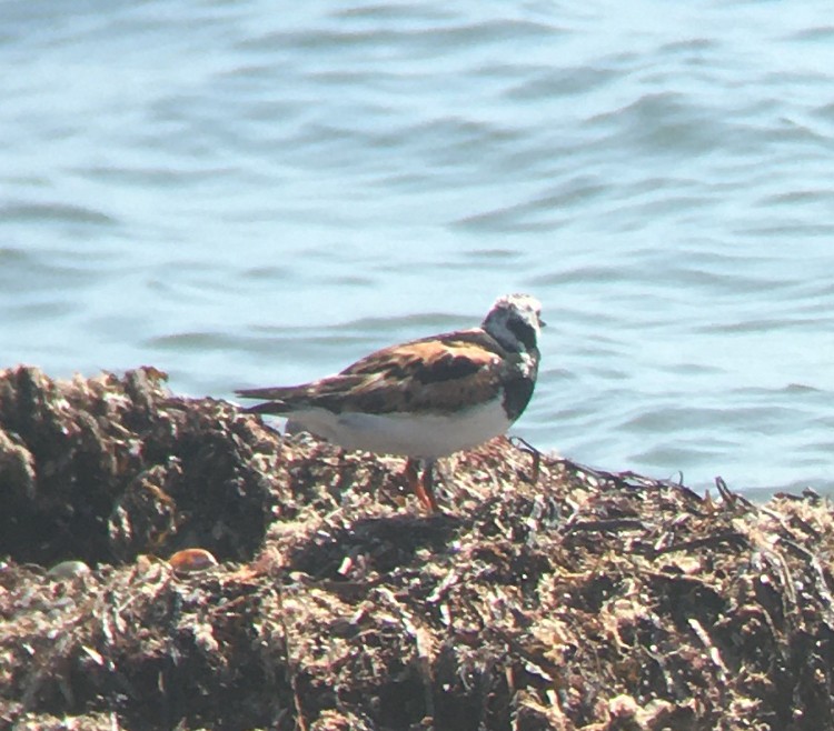 Алаг хайргач - ML608441226