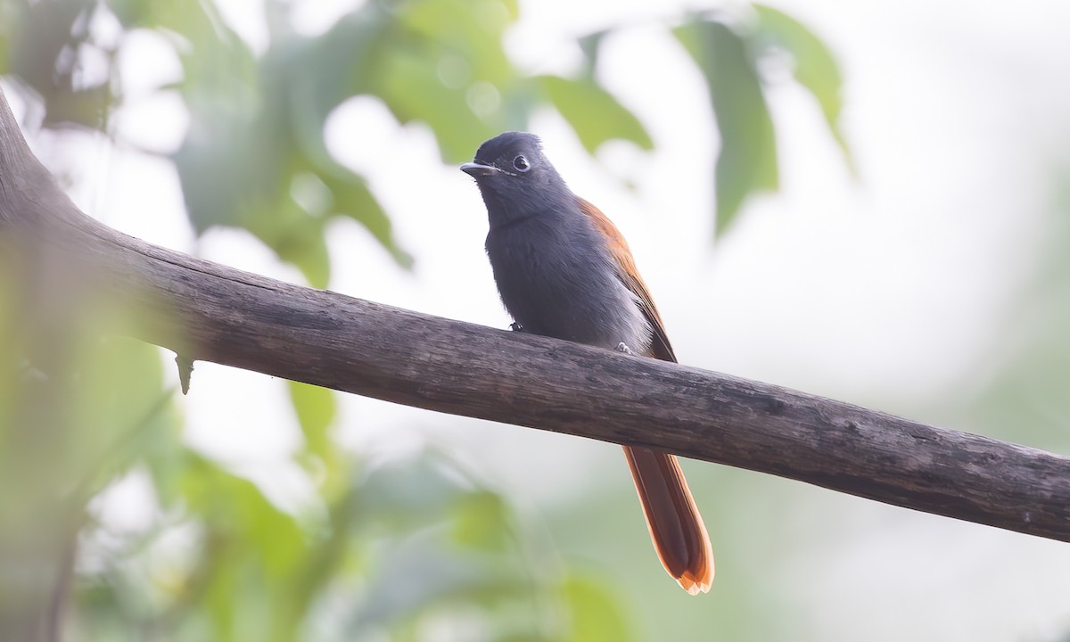 African Paradise-Flycatcher - ML608441227