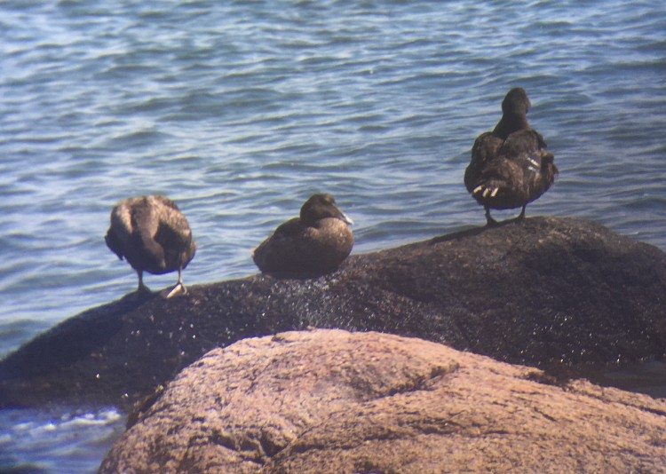 Common Eider - ML608441232