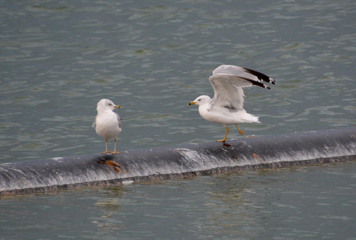 Ring-billed Gull - ML608441240