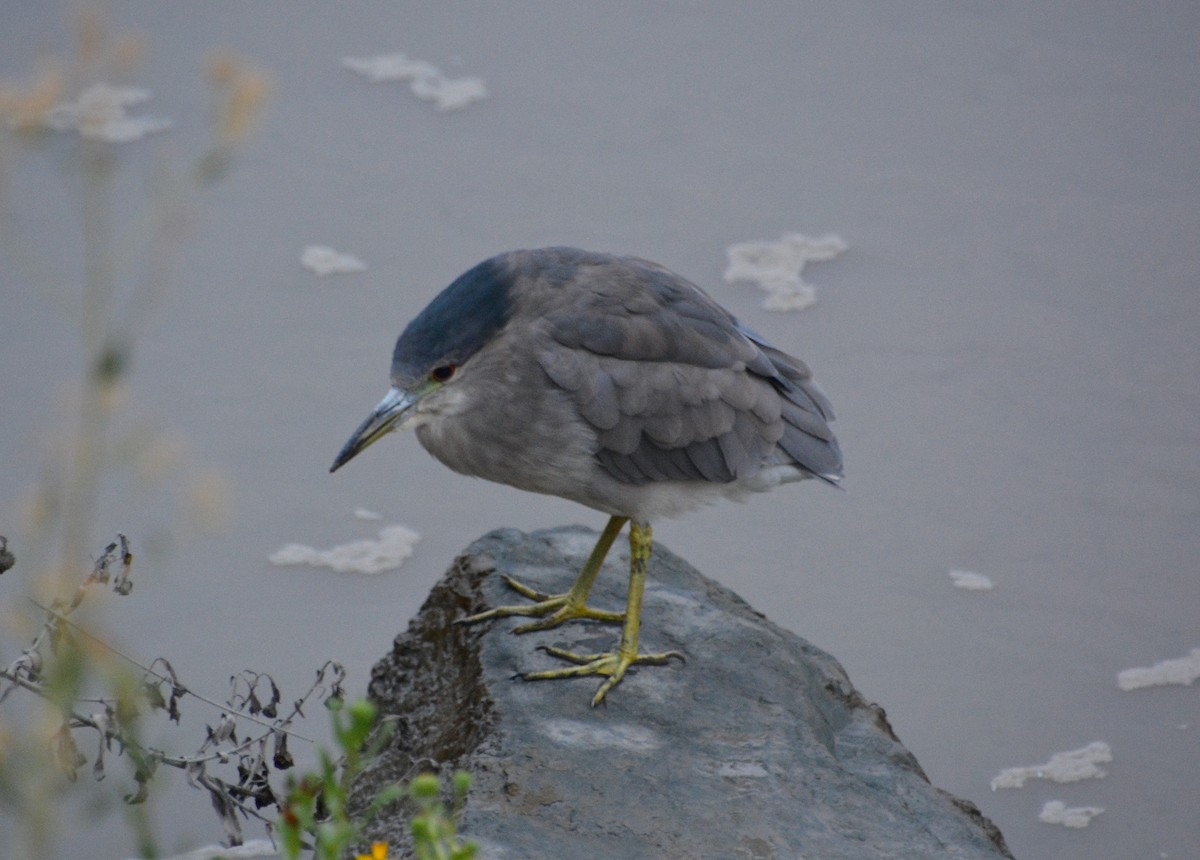 Black-crowned Night Heron - ML608441250