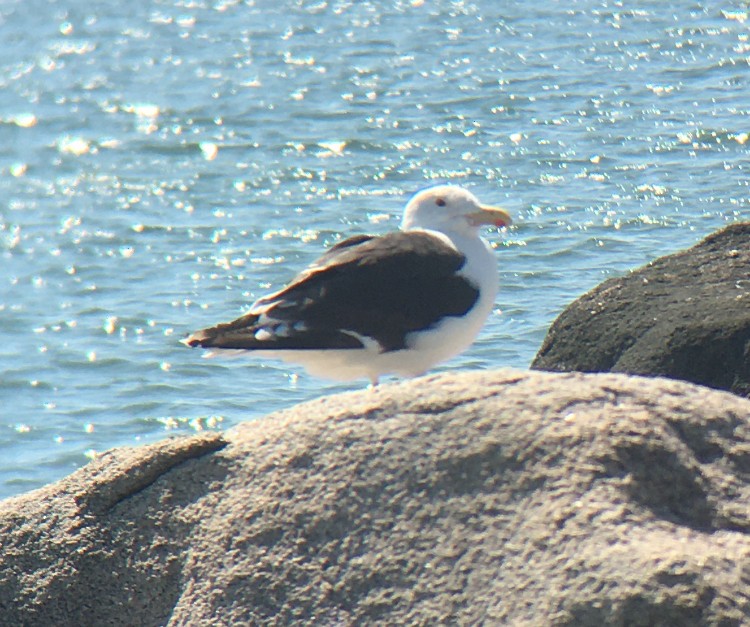 Great Black-backed Gull - ML608441256