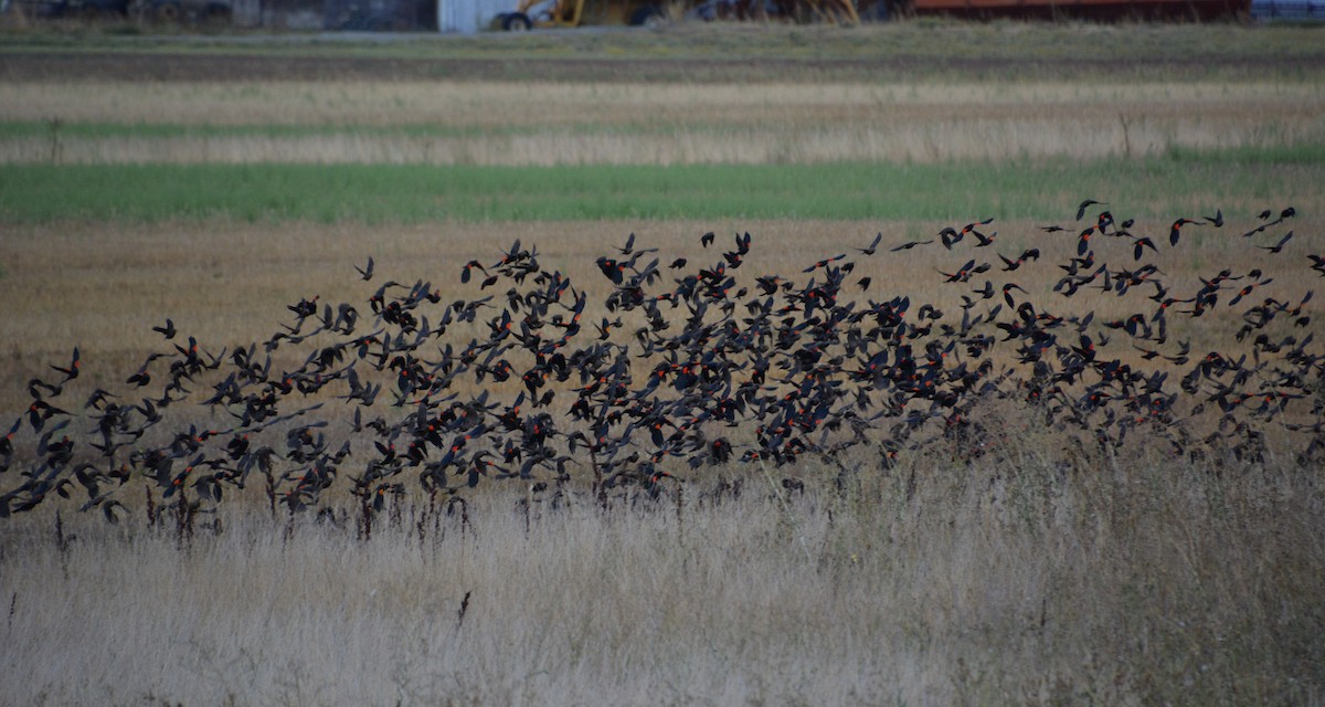 Red-winged Blackbird - ML608441258