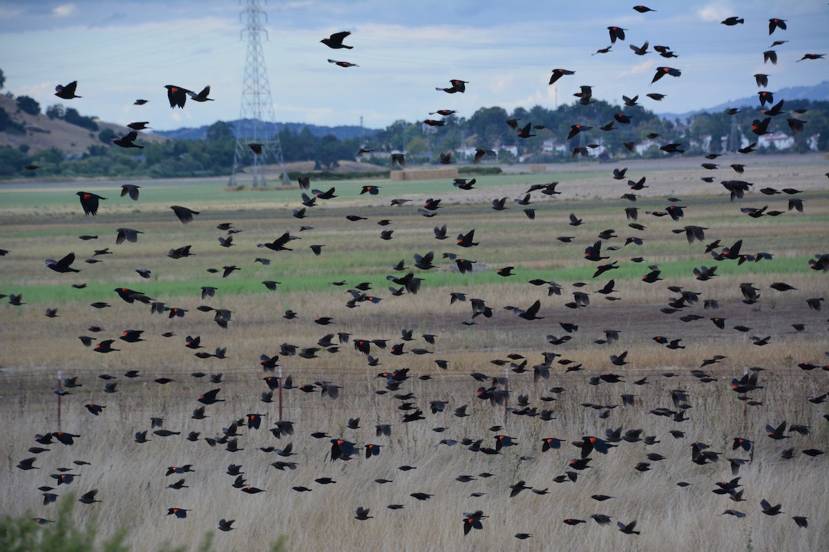 Red-winged Blackbird - Logan Southall