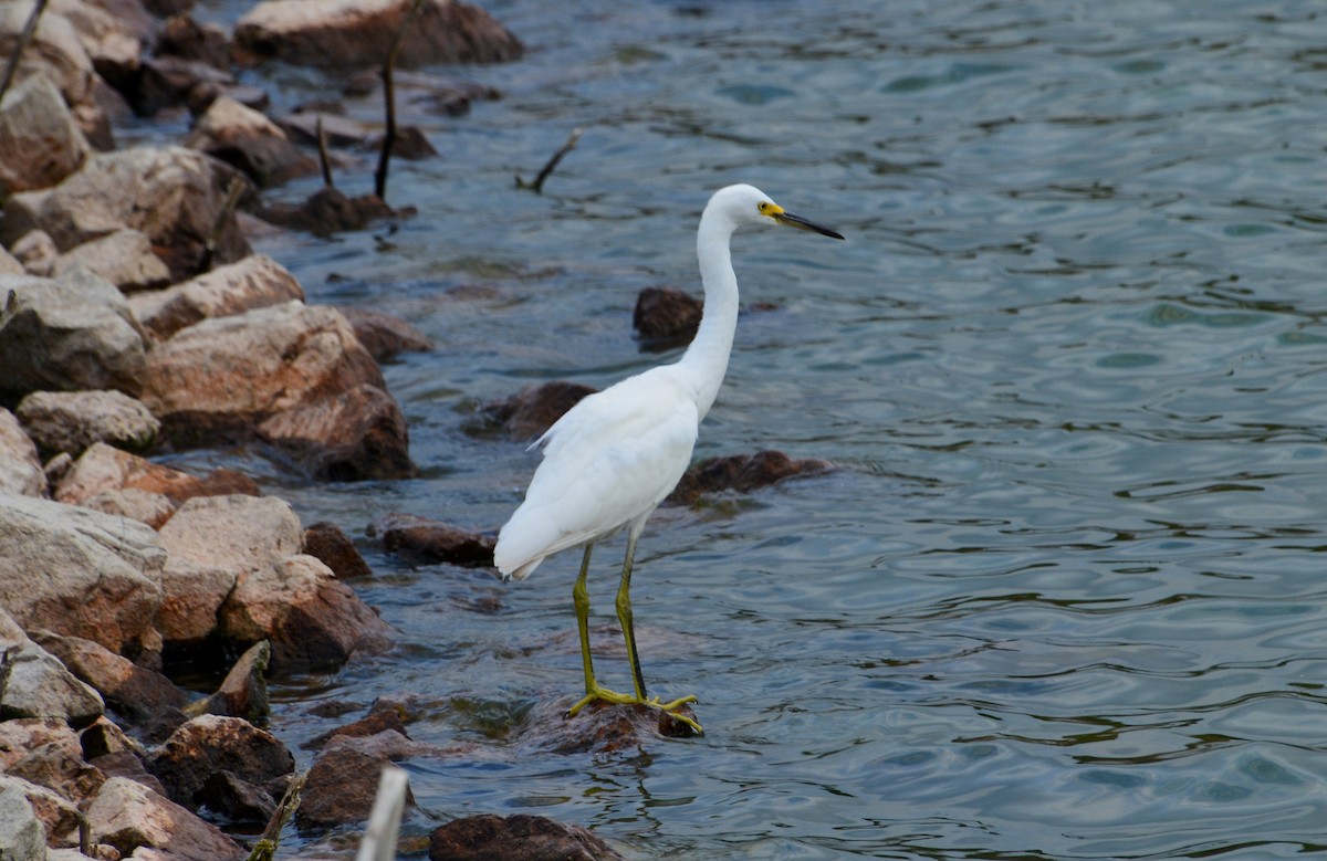 Snowy Egret - ML608441296