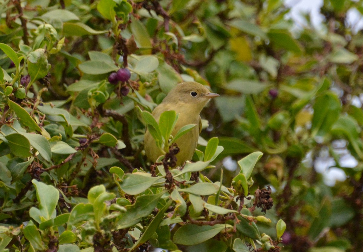 Yellow Warbler - ML608441316