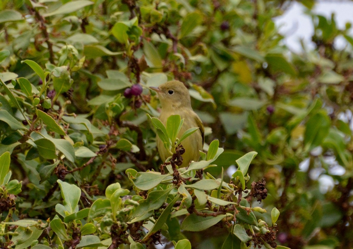 Yellow Warbler - ML608441317