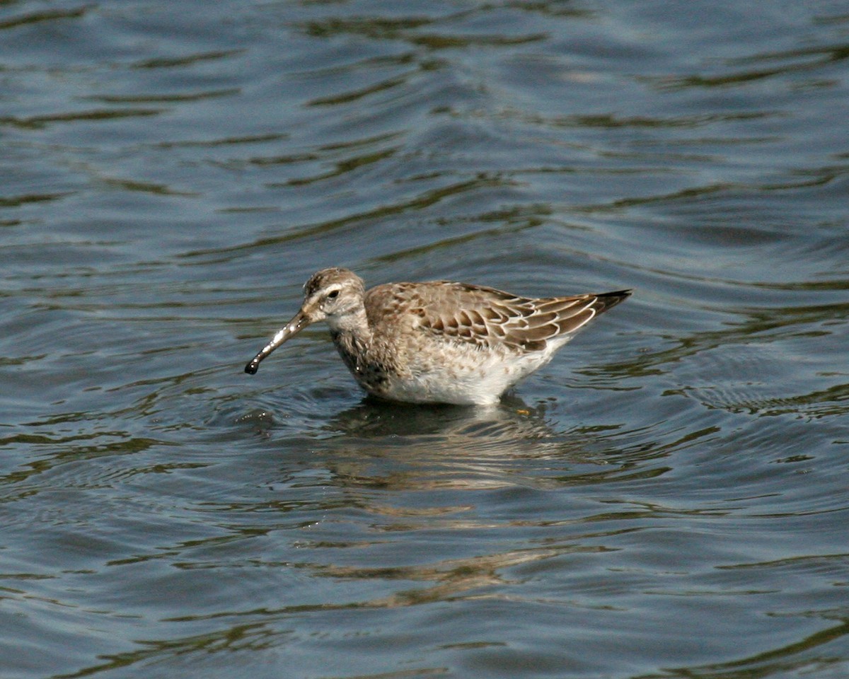 Stilt Sandpiper - ML608441395