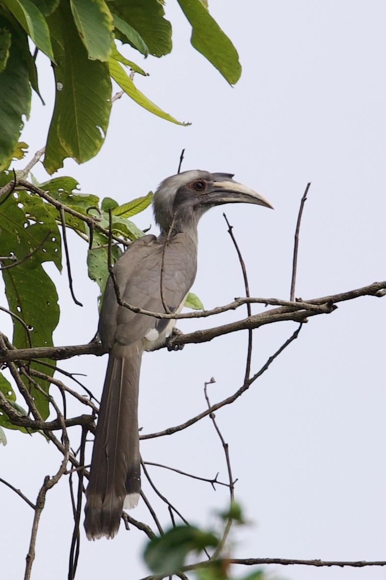 Indian Gray Hornbill - ML608441433