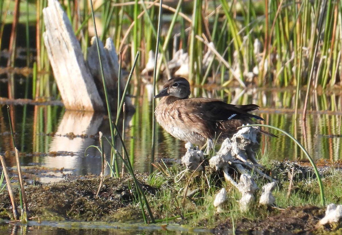 Wood Duck - ML608441537