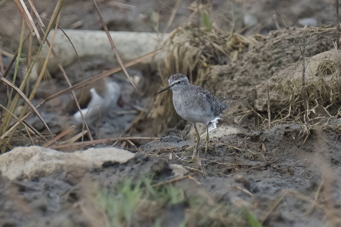 Wood Sandpiper - ML608441539