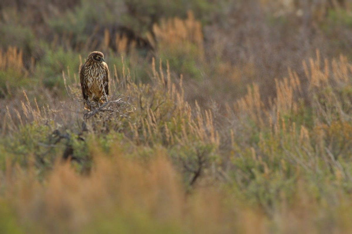 Northern Harrier - Victor & Sophie