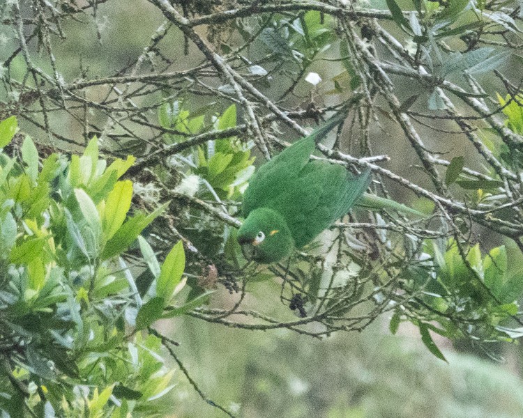 Golden-plumed Parakeet - ML608441591